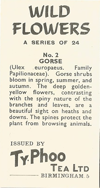 Gorse: Ulex europaeus. Tea card. TyPhoo 'Wild Flowers', 1961.