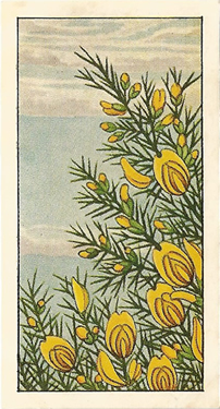Gorse: Ulex europaeus. Tea card. TyPhoo 'Wild Flowers', 1961.