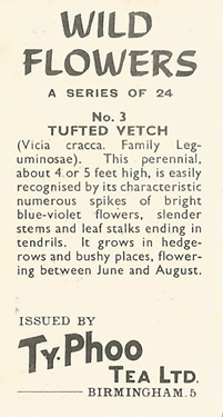 Tufted Vetch: Vicia cracca. Tea card. Typhoo 'Wild Flowers', 1961.