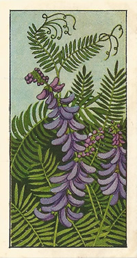 Tufted Vetch: Vicia cracca. Tea card. Typhoo 'Wild Flowers', 1961.