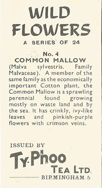 Common Mallow: Malva sylvestris. Tea card. Typhoo 'Wild Flowers', 1961.