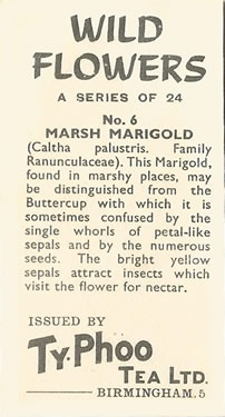 Marsh Marigold: Caltha palustris. Tea card. Typhoo 'Wild Flowers', 1961.