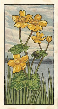 Marsh Marigold: Caltha palustris. Tea card. Typhoo 'Wild Flowers', 1961.