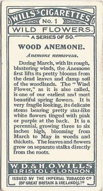 Wood Anemone: Anemone nemorosa. Wild flower. Cigarette card. W.D. & H.O. Wills 1937.