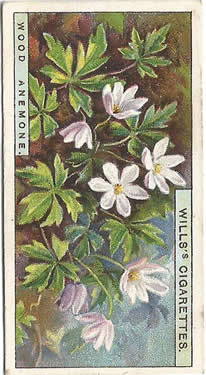 Wood Anemone: Anemone nemorosa. Wild flower. Cigarette card. W.D. & H.O. Wills 1937.