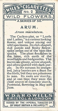 Arum: Arum maculatum. Wild flower. Cigarette card. W.D. & H.O. Wills 1937.