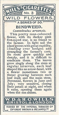 Bindweed: Convolvulus arvensis. Wild flower. Cigarette card. W.D. & H.O. Wills 1937.