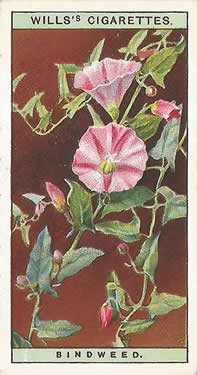 Bindweed: Convolvulus arvensis. Wild flower. Cigarette card. W.D. & H.O. Wills 1937.