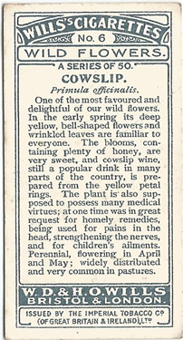 Cowslip: Primula veris. Wild flower. Cigarette card. W.D. & H.O. Wills 1937.