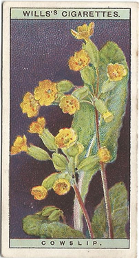 Cowslip: Primula veris. Wild flower. Cigarette card. W.D. & H.O. Wills 1937.