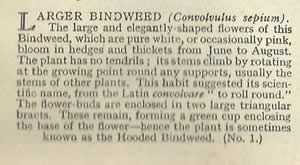Larger Bindweed: Convolvulus sepium. White wild flower. Cigarette card. W.D. & H.O. Wills 1936.