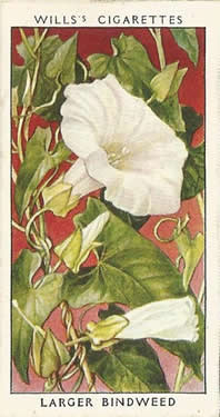 Larger Bindweed: Convolvulus sepium. White wild flower. Cigarette card. W.D. & H.O. Wills 1936.