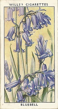 Bluebell: Hyacinthoides non-scripta. Blue wild flower. Cigarette card. W.D. & H.O. Wills 1936.