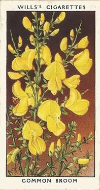 Broom: Cytisus scoparius. Yellow wild flower. Cigarette card. W.D. & H.O. Wills 1936.