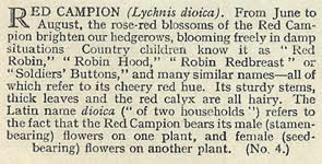 Red Campion: Silene dioica. Wild flower. Cigarette card. W.D. & H.O. Wills 1936.