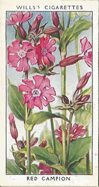 Red Campion: Silene dioica. Cigarette card. W.D. & H.O. Wills 1936.