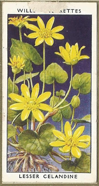 Lesser Celandine: Ranunculus ficaria. Yellow wild flower. Cigarette card. W.D. & H.O. Wills 1936.