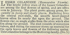 Lesser Celandine: Ranunculus ficaria. Yellow wild flower. Cigarette card. W.D. & H.O. Wills 1936.