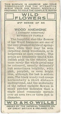 Wood Anemone: Anemone nemorosa. Wild flower. Cigarette card. W.D. & H.O. Wills 1937.