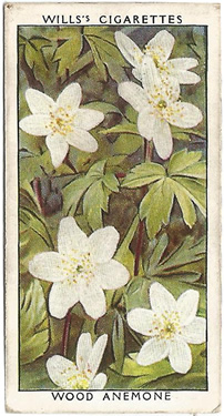 Wood Anemone: Anemone nemorosa. Wild flower. Cigarette card. W.D. & H.O. Wills 1937.