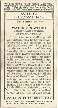 Common Water-crowfoot: Ranunculus aquatilis. Wild flower. Cigarette card. W.D. & H.O. Wills 1937.