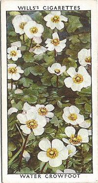Common Water-crowfoot: Ranunculus aquatilis. Wild flower. Cigarette card. W.D. & H.O. Wills 1937.