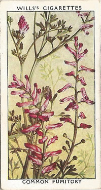 Common Fumitory: Fumaria officinalis. Wild flower. Cigarette card. W.D. & H.O. Wills 1937.