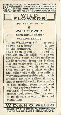 Wallflower: Erysimum cheiri. Wild flower. Cigarette card. W.D. & H.O. Wills 1937.