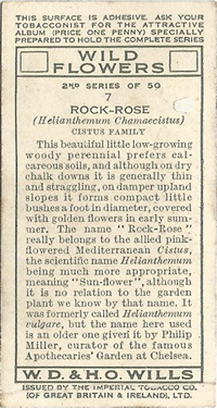 Common Rock-rose: Helianthemum nummularium. Wild flower. Cigarette card. W.D. & H.O. Wills 1937.