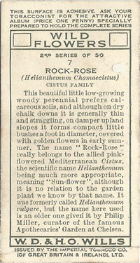 Common Rock-rose: Helianthemum nummularium. Wild flower. Cigarette card. W.D. & H.O. Wills 1937.