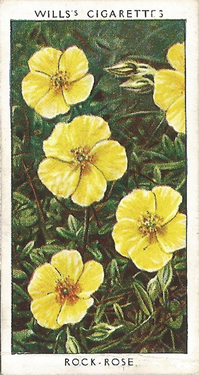 Common Rock-rose: Helianthemum nummularium. Wild flower. Cigarette card. W.D. & H.O. Wills 1937.