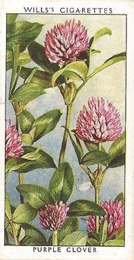 Red Clover: Trifolium pratense. Wild flower. Cigarette card. W.D. & H.O. Wills 1937.