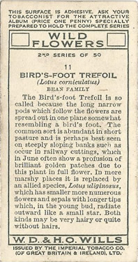 Common Bird's-foot-trefoil: Lotus corniculatus. Wild flower. Cigarette card. W.D. & H.O. Wills 1937.