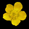 Five, regular,yellow petals