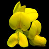 Bell, tube or lip-shaped yellow flowers
