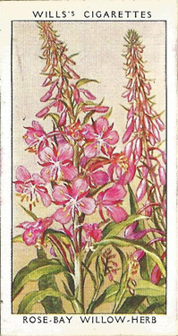 Rose-bay Willow-herb. Picture. Cigarette Card. W.D. & H.0. Will's Wild Flowers 1936
