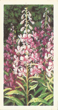 Rose-bay Willow-herb. Picture. Tea Card. Brooke Bond Wild Flowers Series 2, 1959