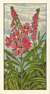 Rose-bay Willow-herb, Picture, Tea Card, Ty-Phoo Wild Flowers 1961