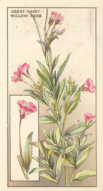 Great Hairy Willow Herb, Picture, Cigarette Card, CWS Wayside Flowers 1928