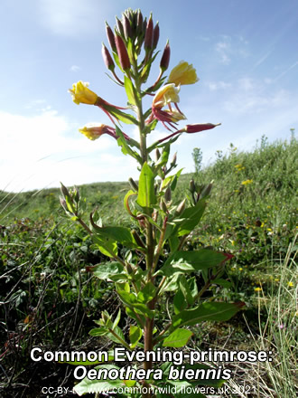 Common Evening-primrose: Oenothera biennis. Yellow wildfower.