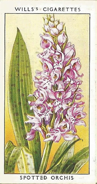  Spotted Orchis, Picture, Cigarette Card, W.D. & H.O. Wills, Wild Flowers 1936
