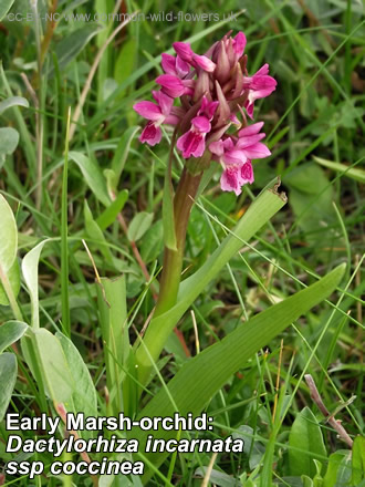 Early Marsh-orchid: Dactylorhiza incarnata ssp coccinea. Photo. British and Irish Wildflower. Pink/white.