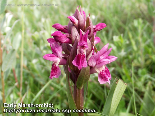 Early Marsh-orchid: Dactylorhiza incarnata ssp coccinea. Photo. British and Irish Wildflower. Pink/white.