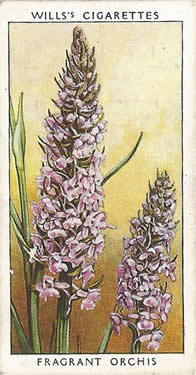 Fragrant Orchis, picture, cigarette card, W.D. & H.O. Will's Wild Flowers, 2nd Series, 1937
