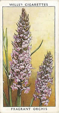 Fragrant Orchis, picture, cigarette card, W.D. & H.O. Will's Wild Flowers, 2nd Series, 1937