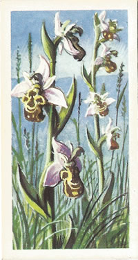 Bee Orchid, Picture, Tea Card, Brooke Bond Wild Flowers 1959
