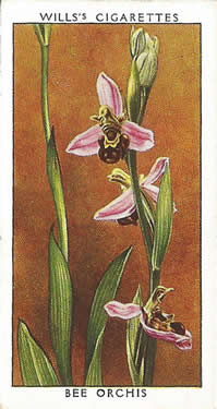 Bee Orchis, Picture, Cigarette Card, W.D. & H.O. Will's Wild Flowers 2nd Series 1937