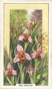 Bee Orchis, Picture, Cigarrette Card, Gallaher Wild Flowers 1939
