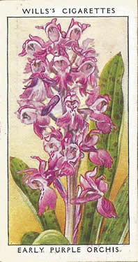 Early Purple Orchis, Picture, Cigarette Card, W.D. & H.O. Will's Wild Flowers 1936