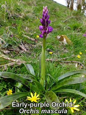Early-purple Orchid: Orchis mascula. Wild flower.